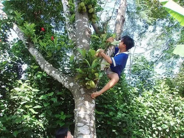 Mơ thấy trèo cao có ý nghĩa bí ẩn gì, đánh số nào chắc ăn? 2 trèo cây cao