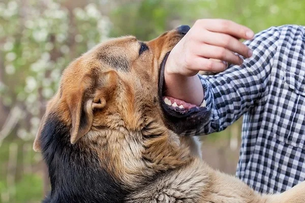 Mơ thấy con chó là điềm lành hay xui và đánh số nào chuẩn? 2 Mơ thấy con chó là điềm lành hay xui