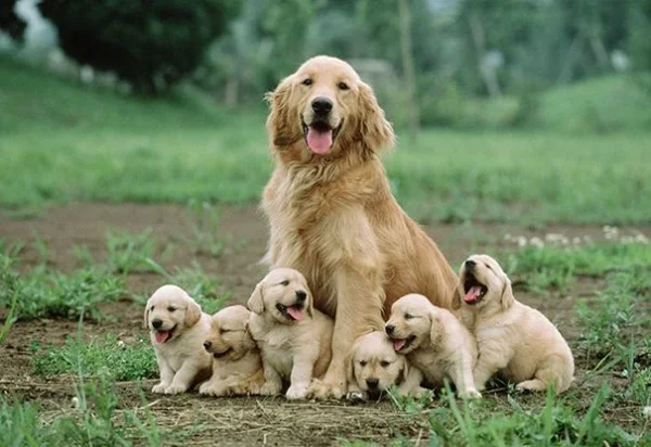 Mơ thấy con chó là điềm lành hay xui và đánh số nào chuẩn? 1 mơ thấy chó