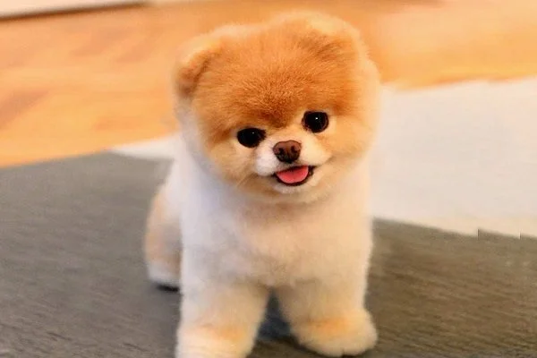 Mơ thấy con chó là điềm lành hay xui và đánh số nào chuẩn? 3 chiêm bao thấy con chó
