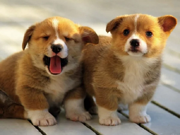Mơ thấy con chó là điềm lành hay xui và đánh số nào chuẩn? Mơ thấy con chó là điềm lành hay xui