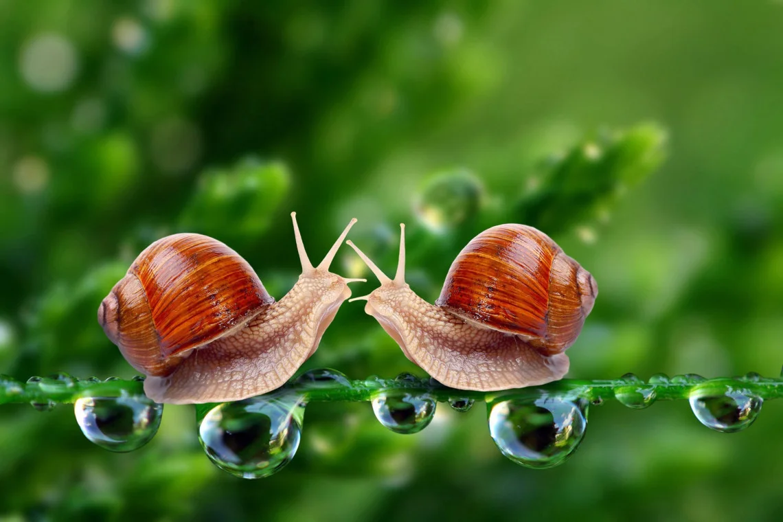 Nằm mơ thấy ốc đánh con gì trúng lớn? Giải mã giấc mộng! 2 đánh số gì khi mơ thấy ốc