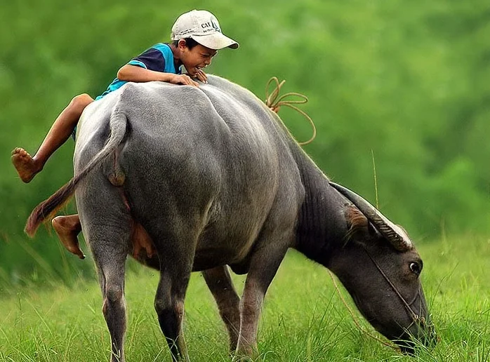 Nằm mơ thấy trâu đánh con gì nhanh giàu? Giải mã điềm báo giấc mơ! 1 đánh số gì khi mơ thấy trâu