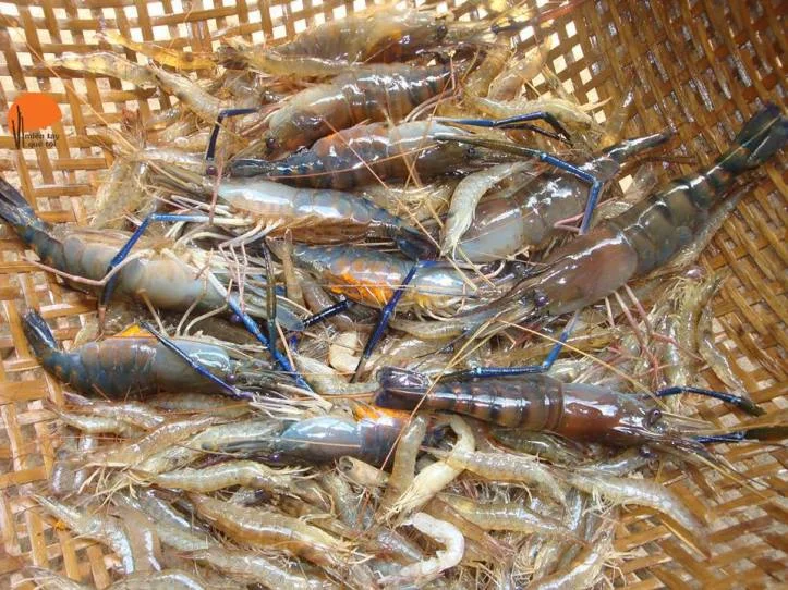 Nằm mơ thấy tôm tép lô đề may mắn là gì? Giải mã giấc mơ! 2 mơ thấy tôm