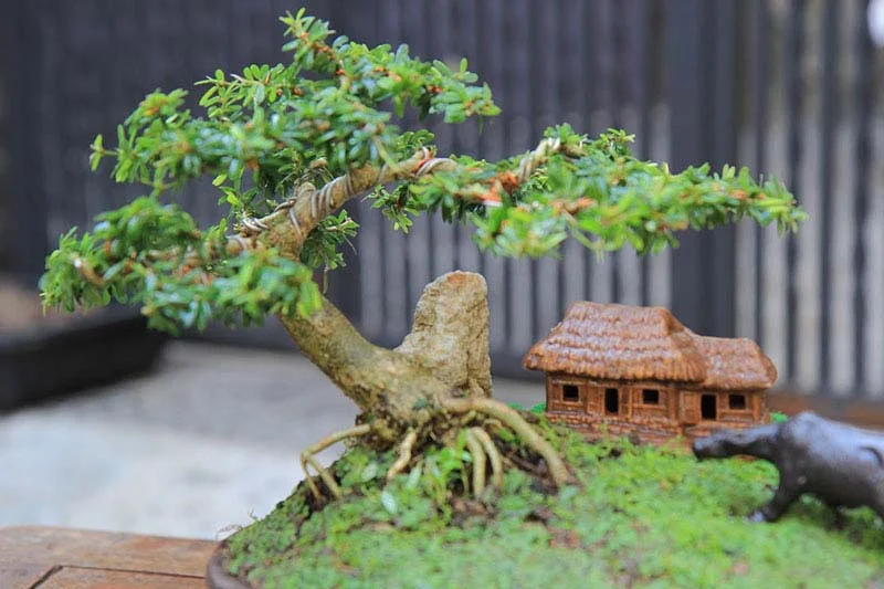 Mơ thấy cây cảnh có nên đặt cược vào số đề? 2 mơ thấy cây cảnh