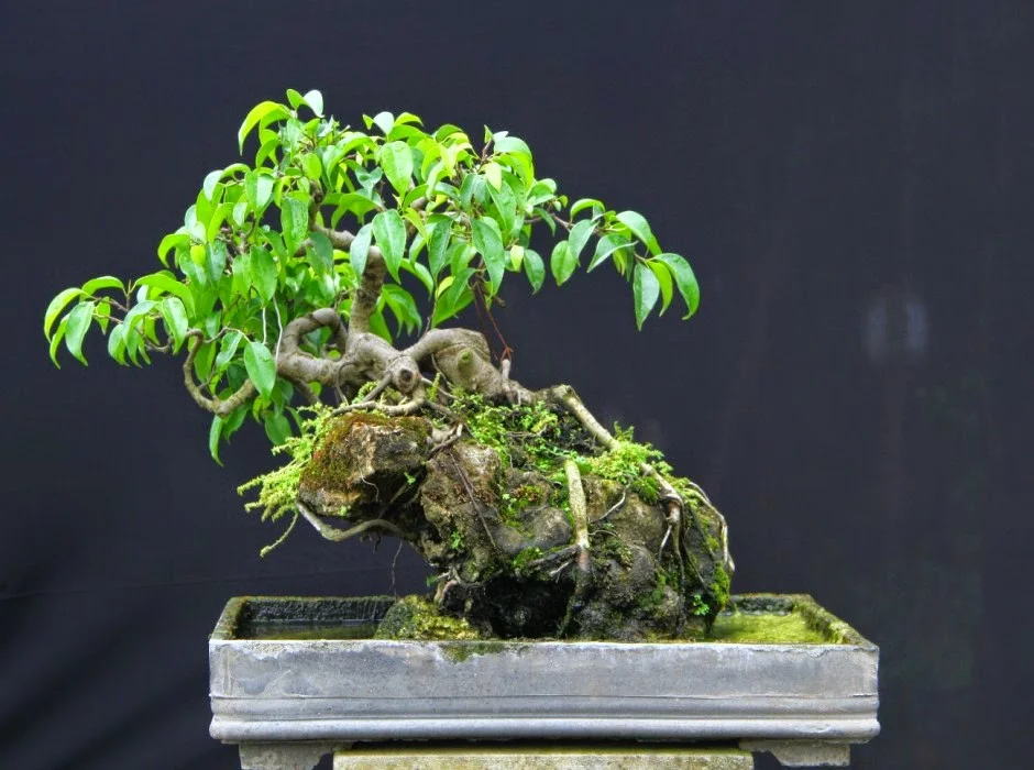 Mơ thấy cây cảnh có nên đặt cược vào số đề? 3 cây cảnh