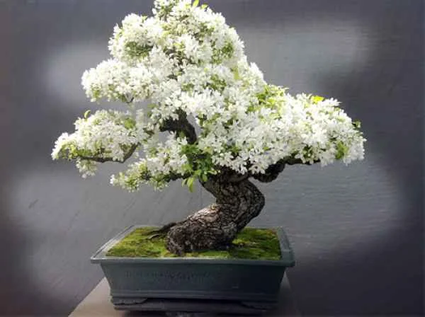 Mơ thấy cây cảnh có nên đặt cược vào số đề? mơ thấy cây cảnh