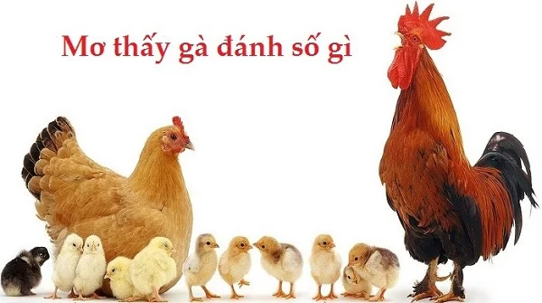 mơ thấy con gà đánh số gì