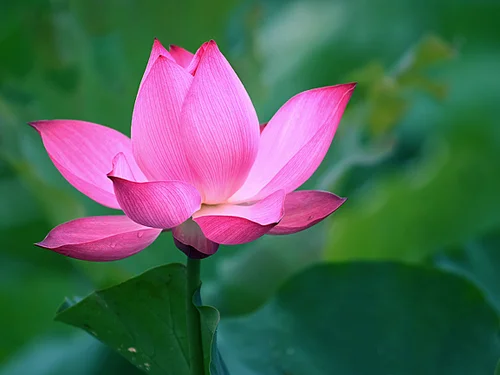 Mơ thấy hoa sen là điềm gì và đánh số nào chắc ăn? mơ thấy hoa sen