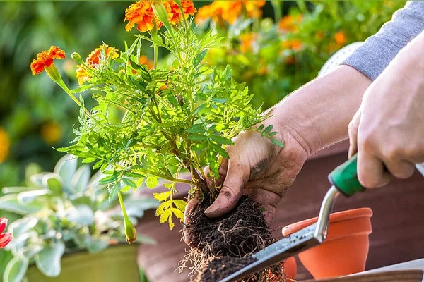 Mơ thấy cây cảnh có nên đặt cược vào số đề? 1 mơ thấy cây cảnh