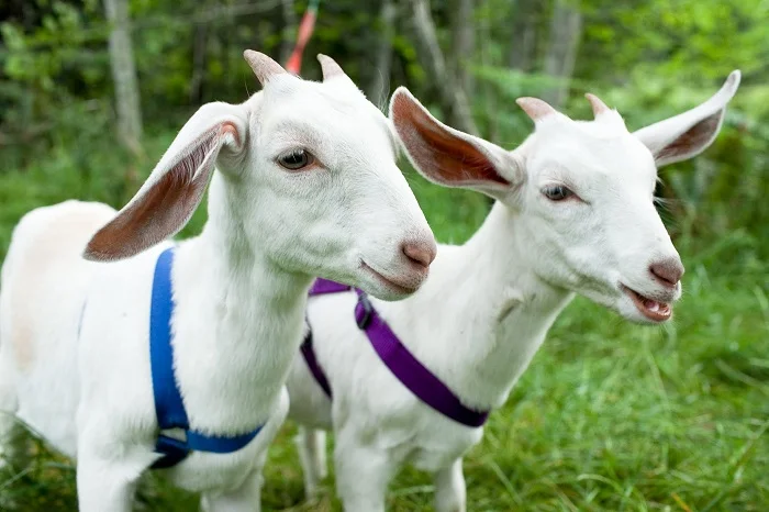 Mơ thấy con dê có phải đánh số 35 không hay còn số nào nữa? mơ thấy con dê