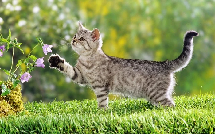 Mơ thấy con mèo điềm báo tốt hay xấu? Con số may mắn ẩn trong mơ? mơ thấy mèo