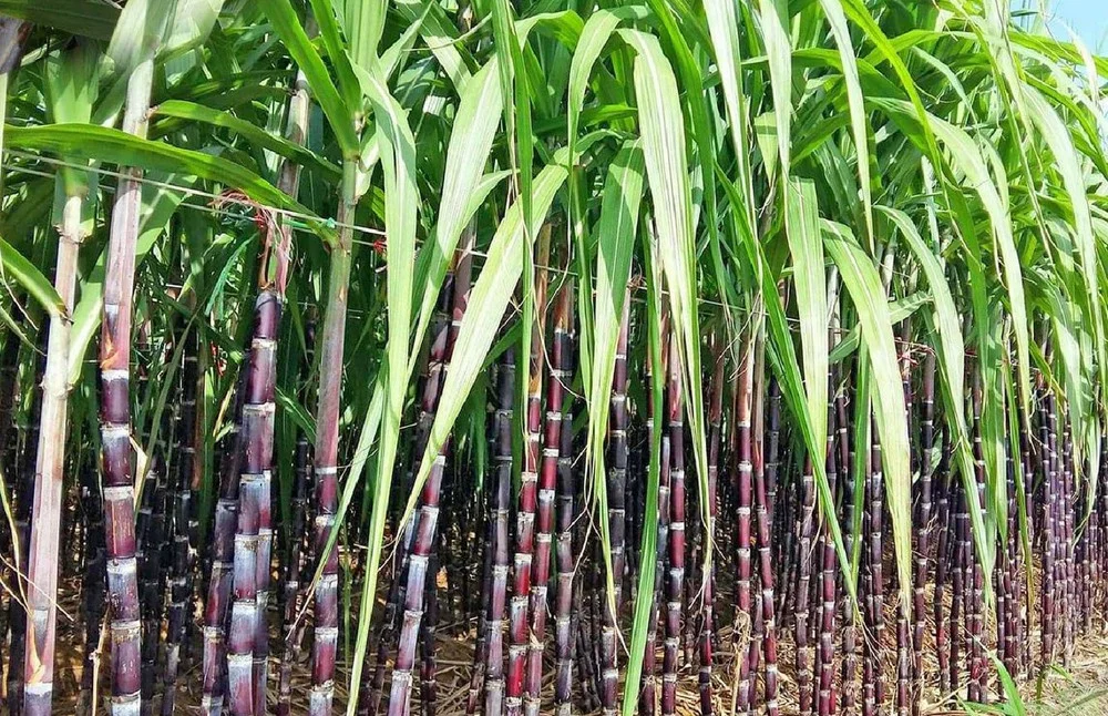 Nằm mơ thấy mía có phải là điềm gì? Nên đánh con nào? mơ thấy cây mía đánh con gì