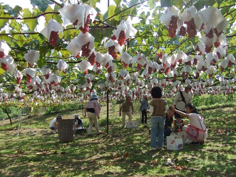 Mơ thấy vườn trái cây