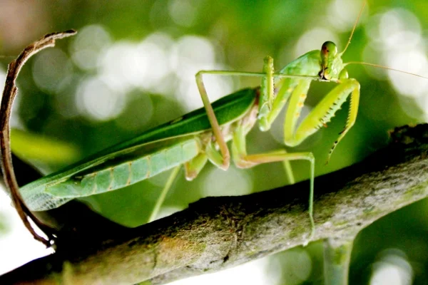 Con bọ ngựa số mấy - Điềm báo liên quan đến bọ ngựa? 1 Con bọ ngựa số mấy